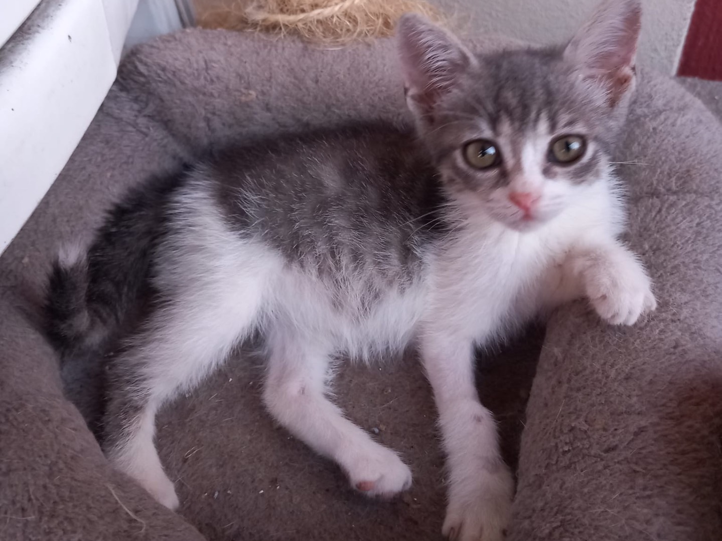 Vuoi adottare un gatto a Latina?