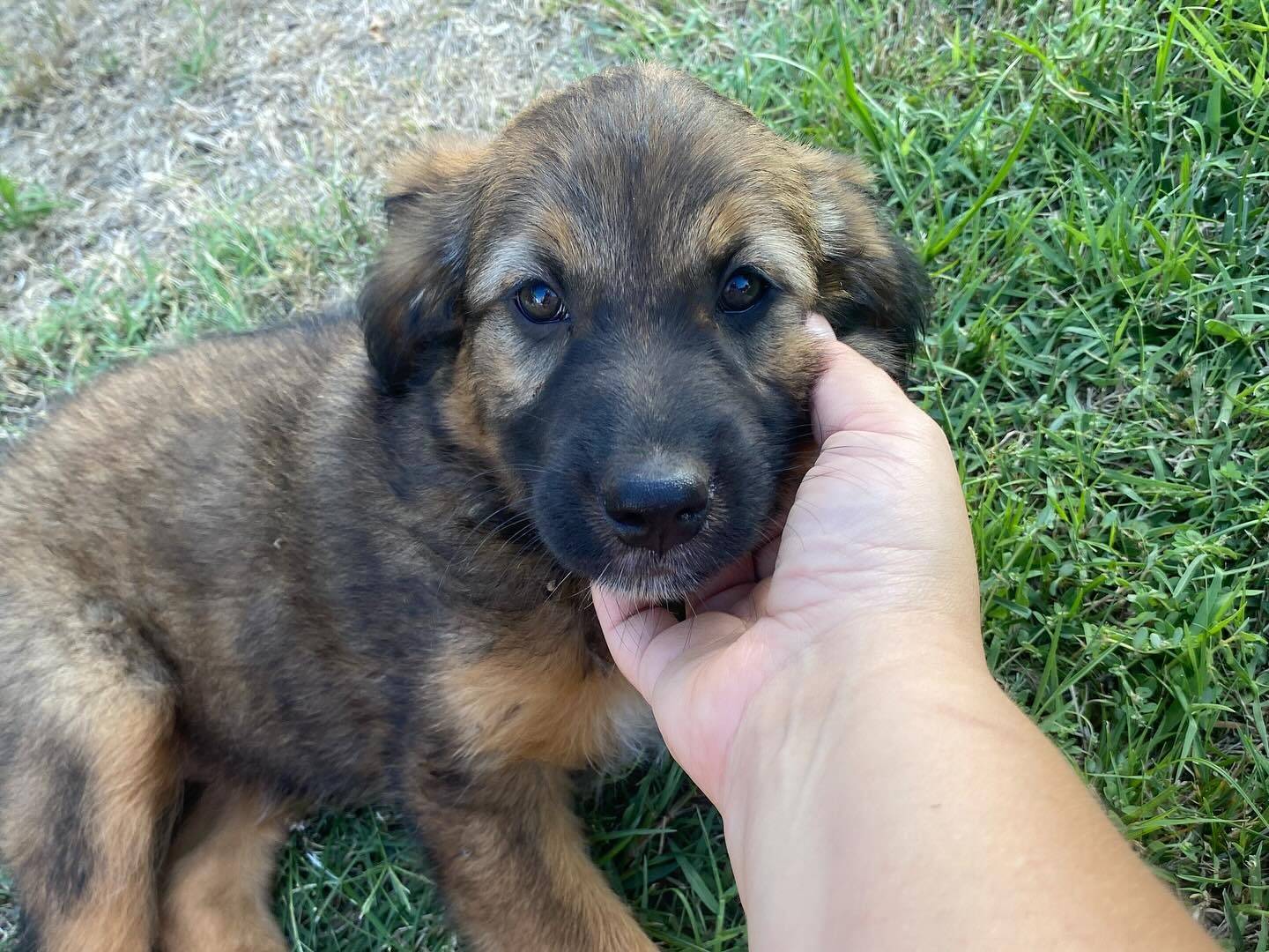 Adozione cane, maschio, Razza sconosciuta Razza sconosciuta, 1 anno e 1 mese, taglia media, Latina