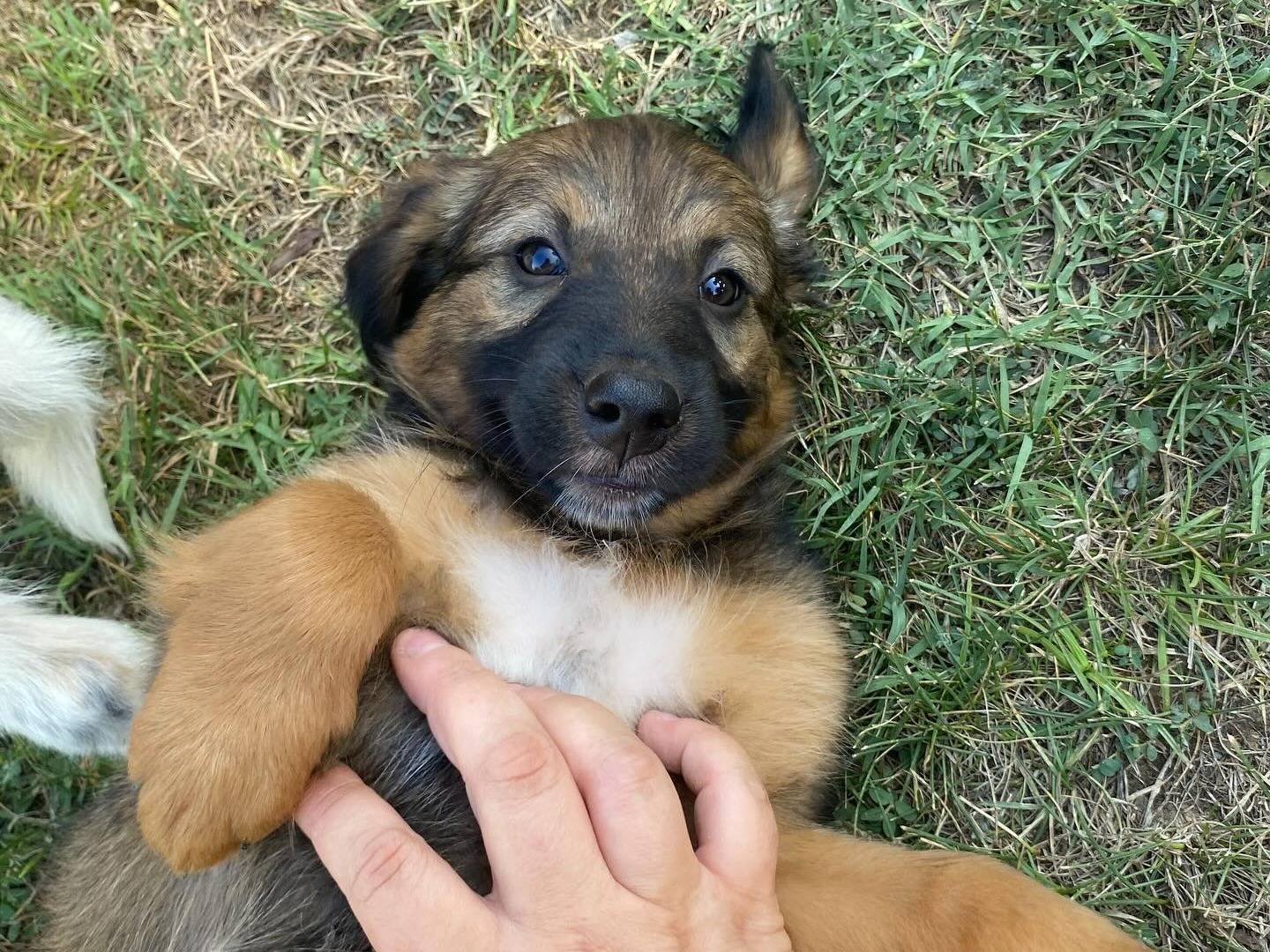 Adotta un cane, maschio, 1 anno e 1 mese, Latina