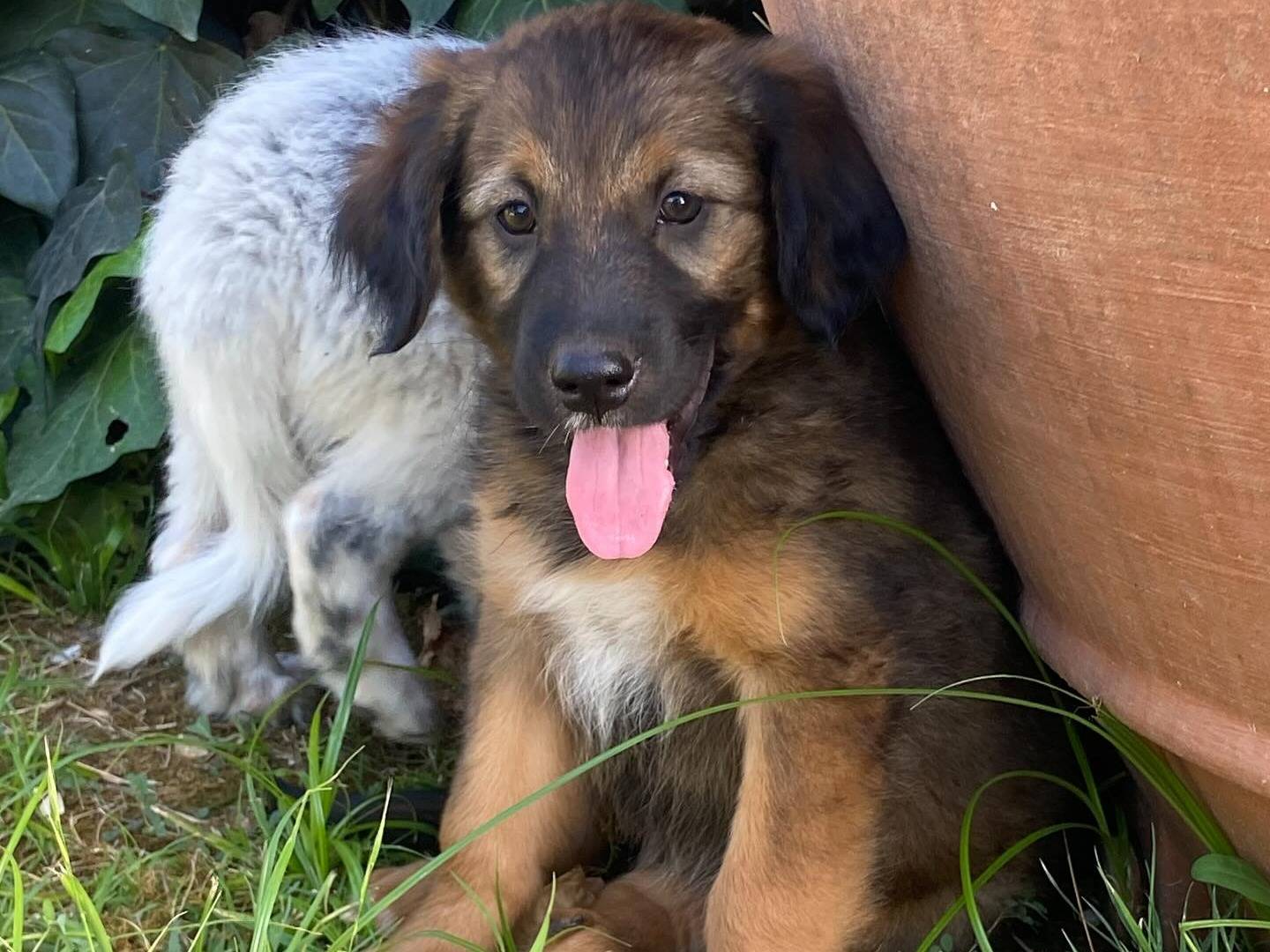 Adotta un cane, taglia media, maschio, Latina