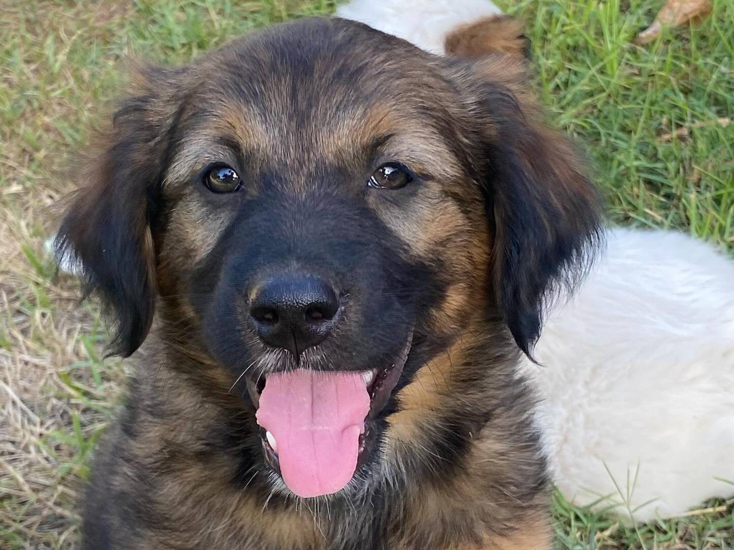 Vuoi adottare un cane a Latina?
