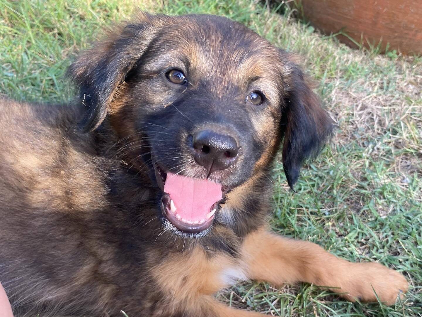 Adotta il cane Scoglio a Latina