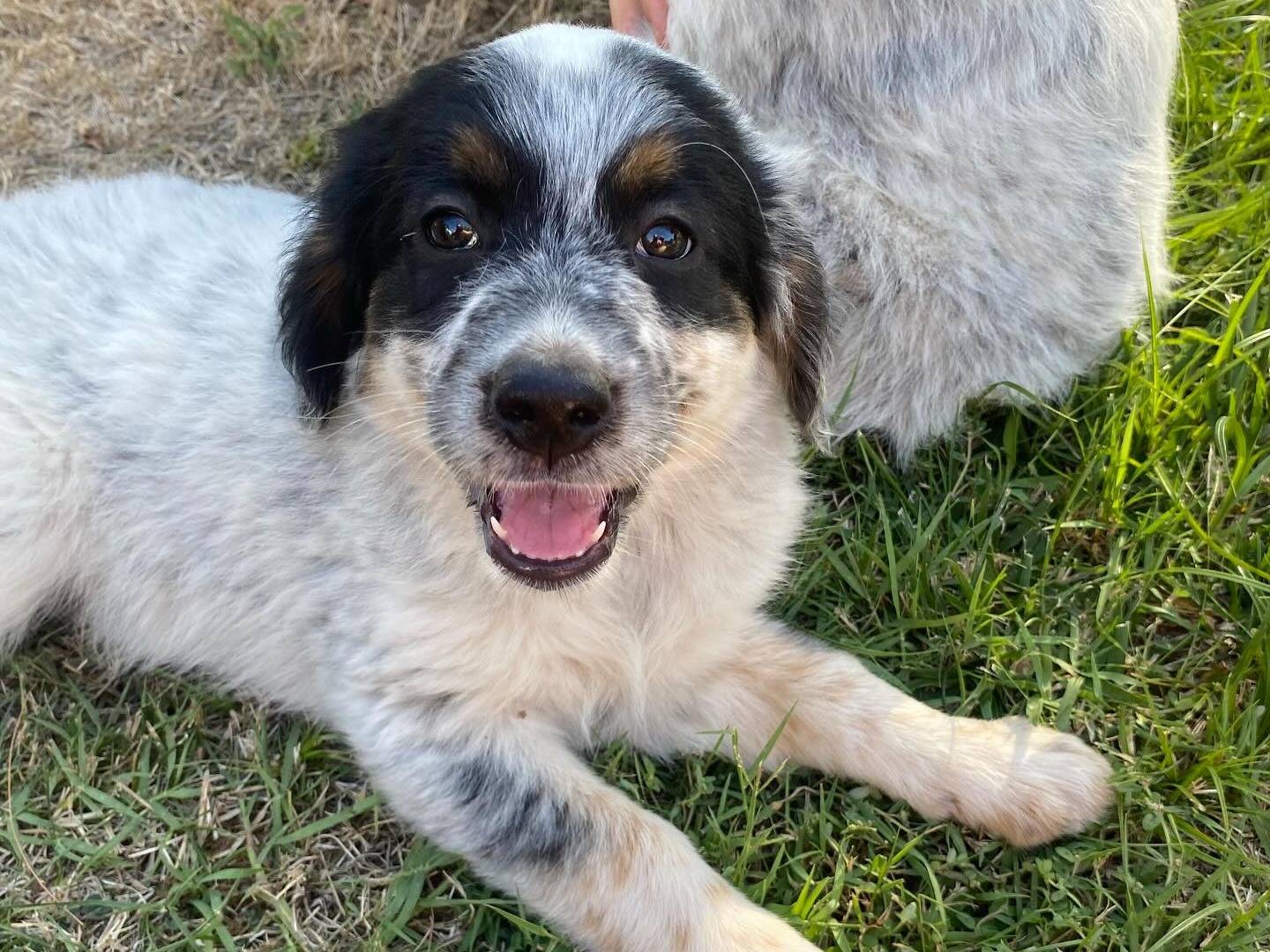 Adotta un cane, taglia media, femmina, Latina