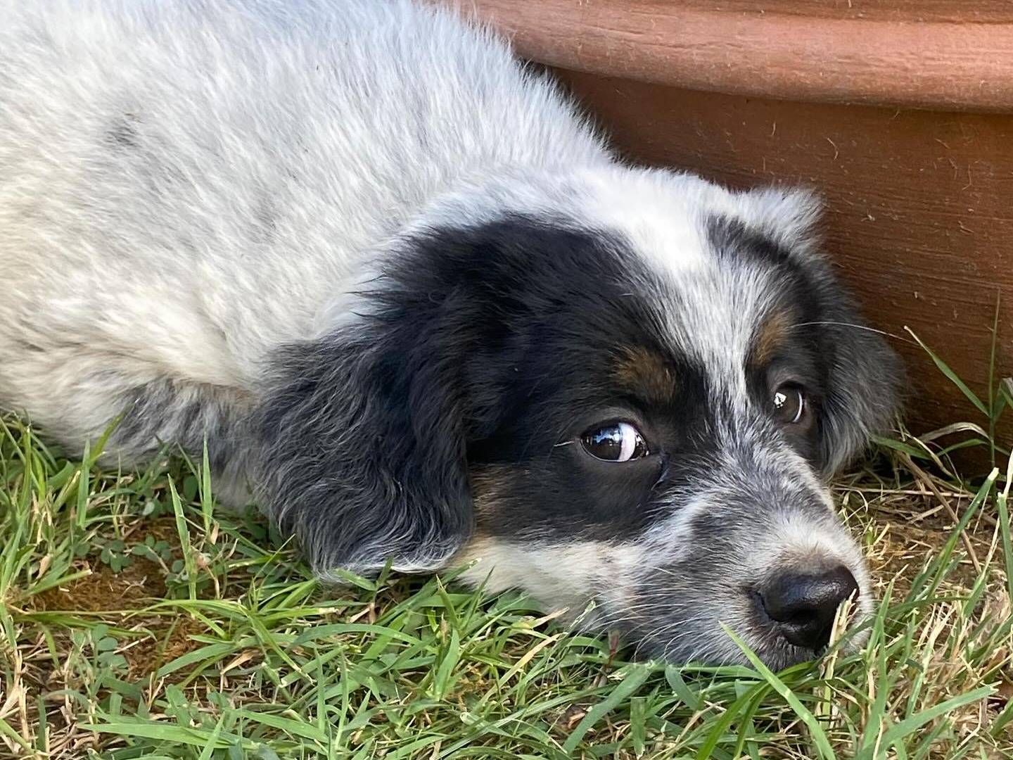 Vuoi adottare un cane a Latina?