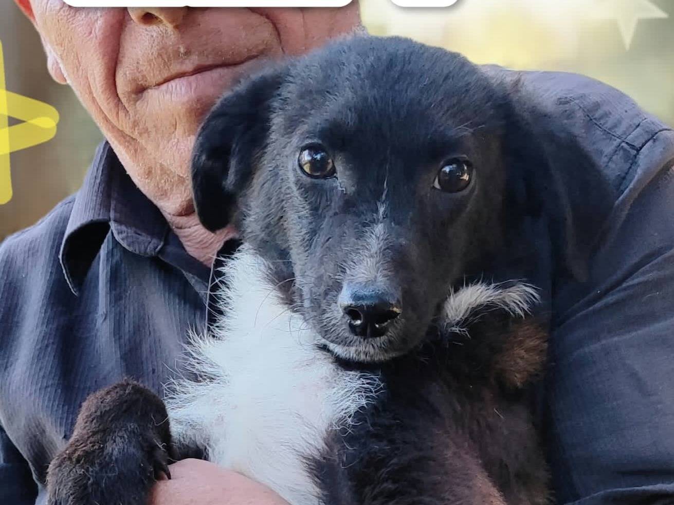 Foto dell'animale