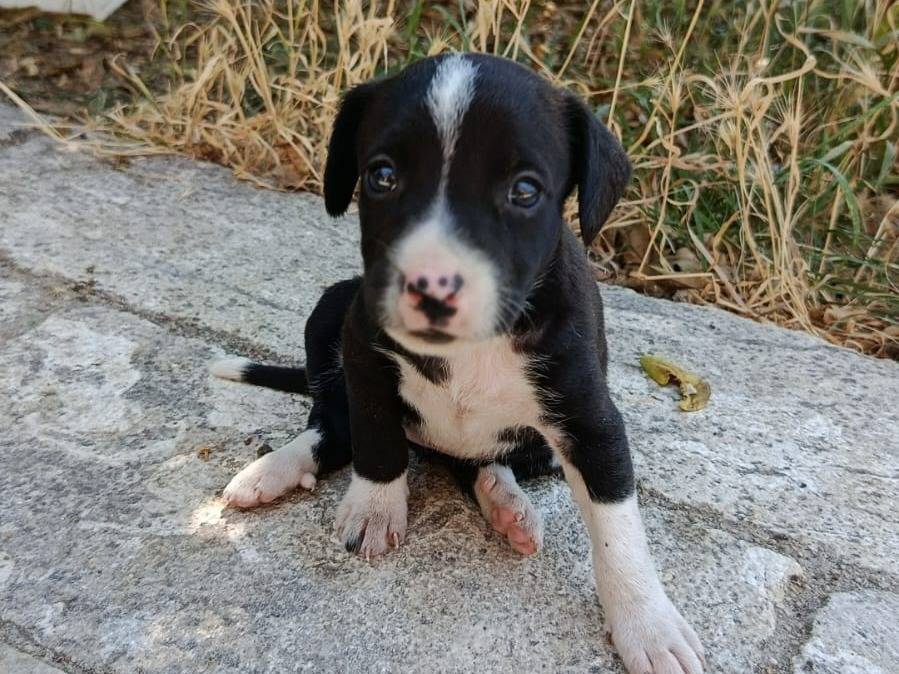 Foto 1 dell'animale