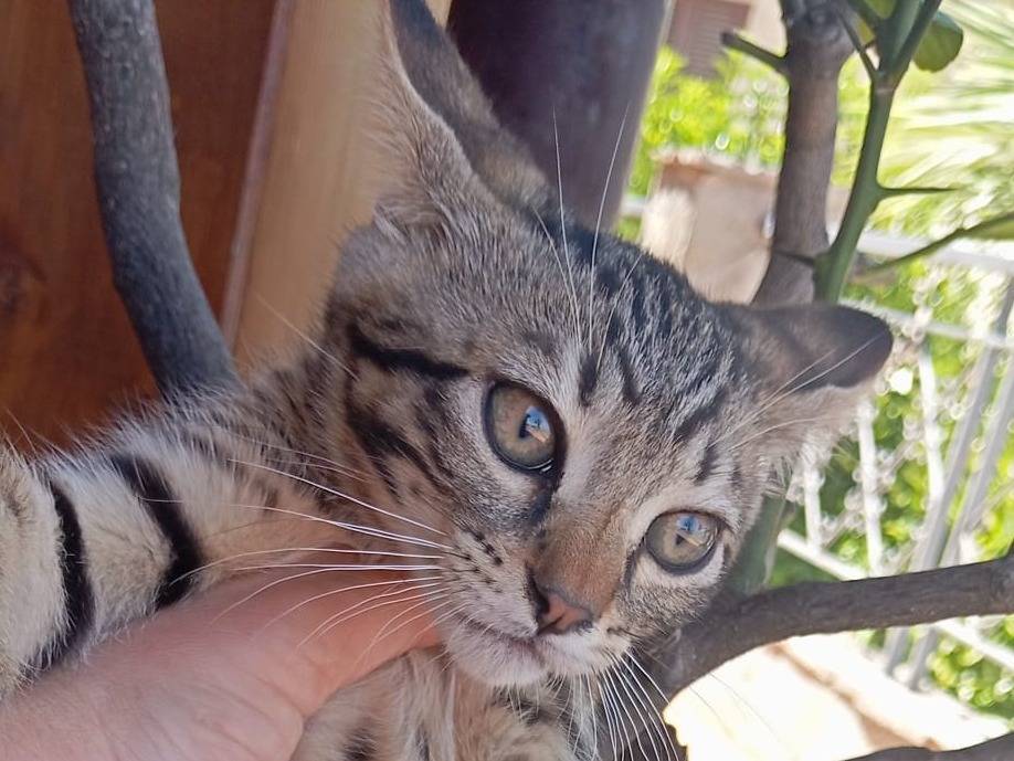 Vuoi adottare un gatto a Milano?