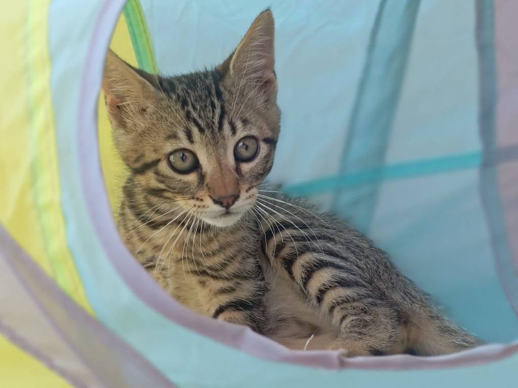 Adotta il gatto Simba a Milano