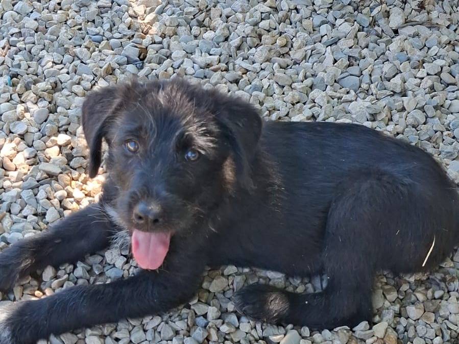 Adozione cane, maschio, Border Collie Razza sconosciuta, 4 mesi, taglia media contenuta, Benevento