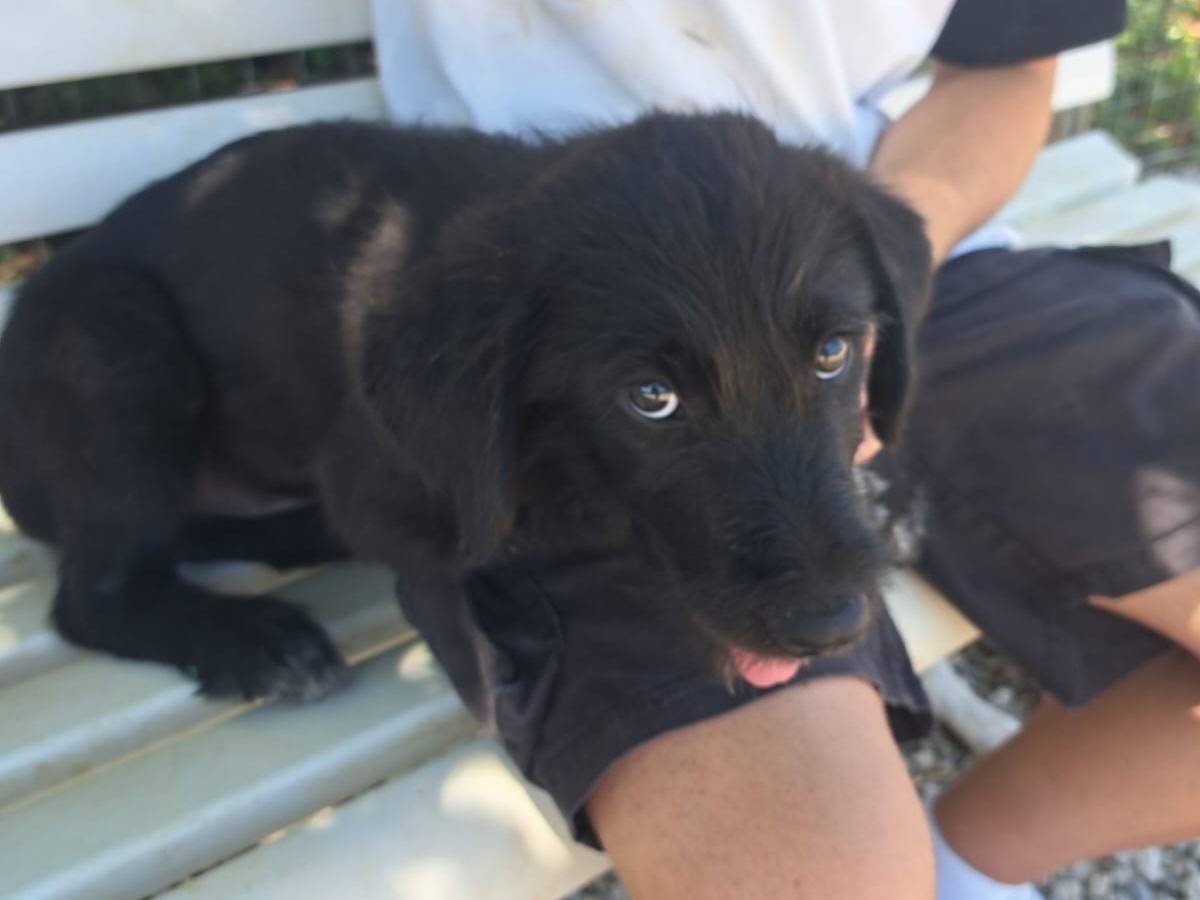 Adotta un cane, maschio, 4 mesi, Benevento