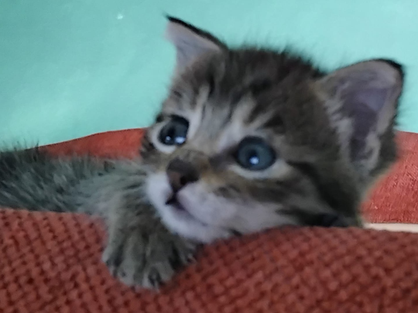 Vuoi adottare un gatto a Messina?