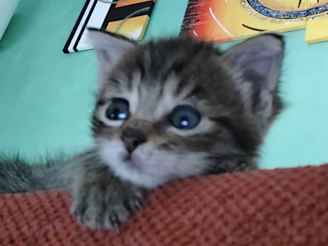Adotta un gatto, femmina, 2 settimane, Messina