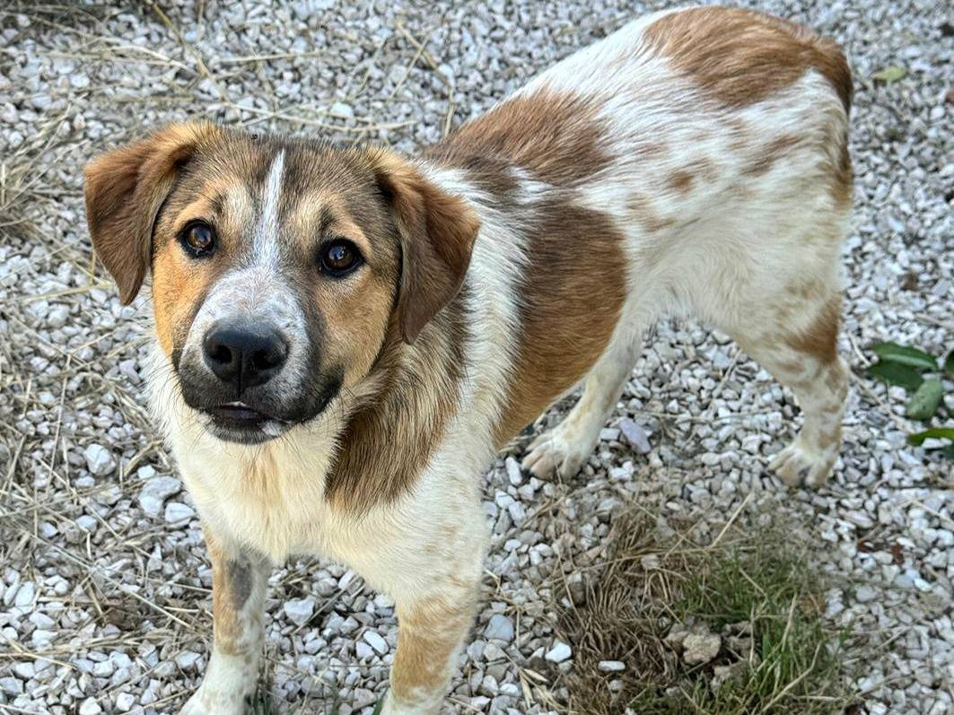 Adotta il cane Tristano  a Teramo