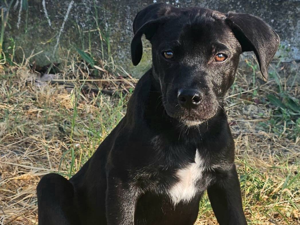 Adotta un cane, maschio, 2 mesi, Teramo