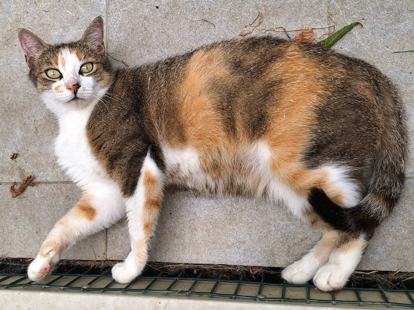Adotta un gatto, femmina, 5 anni, Bologna
