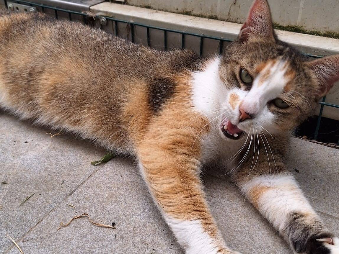Vuoi adottare un gatto a Bologna?