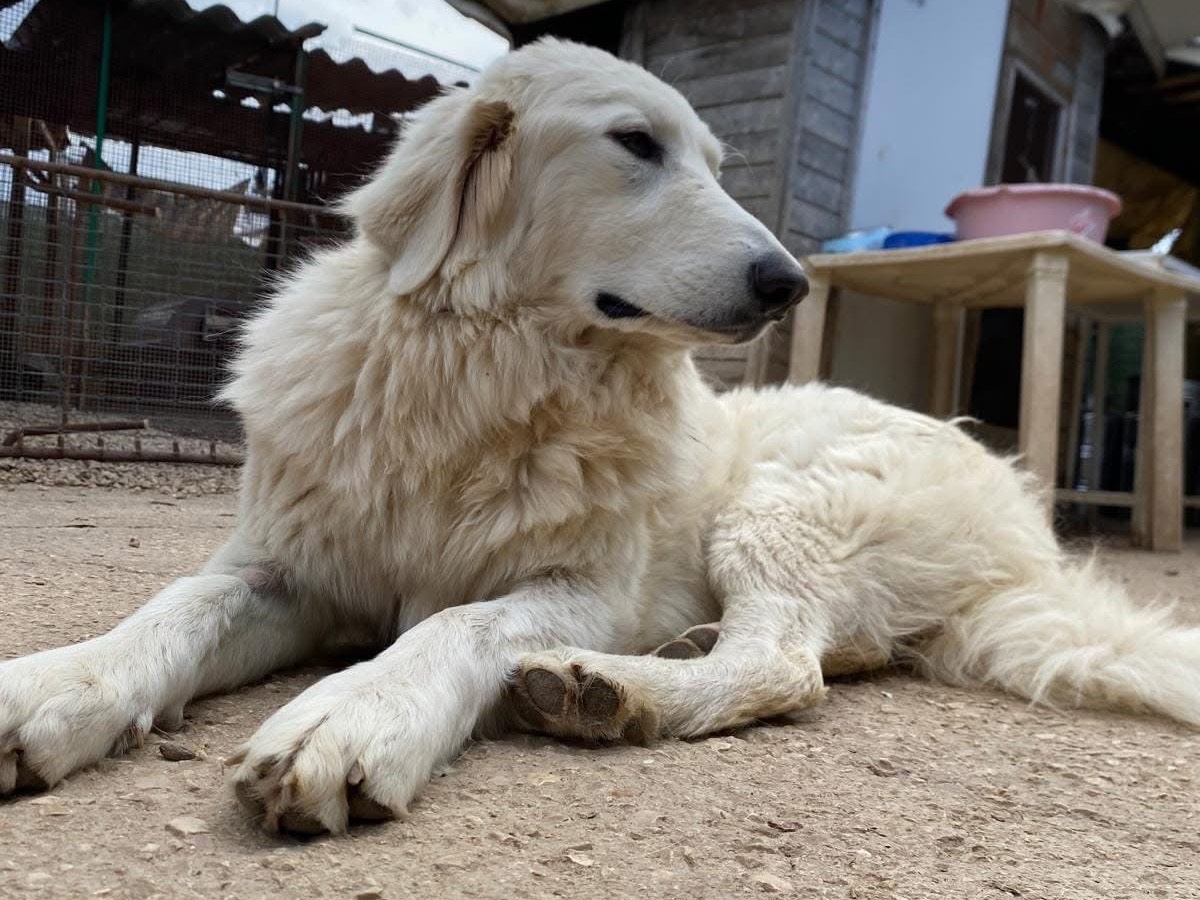 Adotta un cane, taglia grande, femmina, Bari
