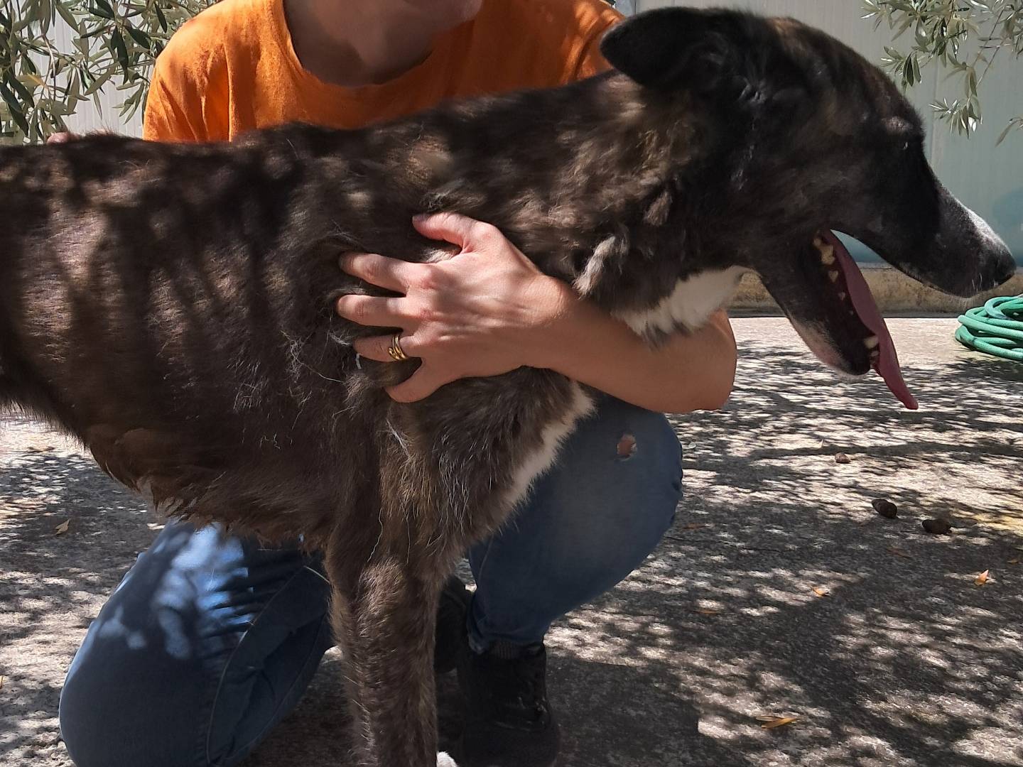 Adotta un cane, taglia grande, femmina, Agrigento
