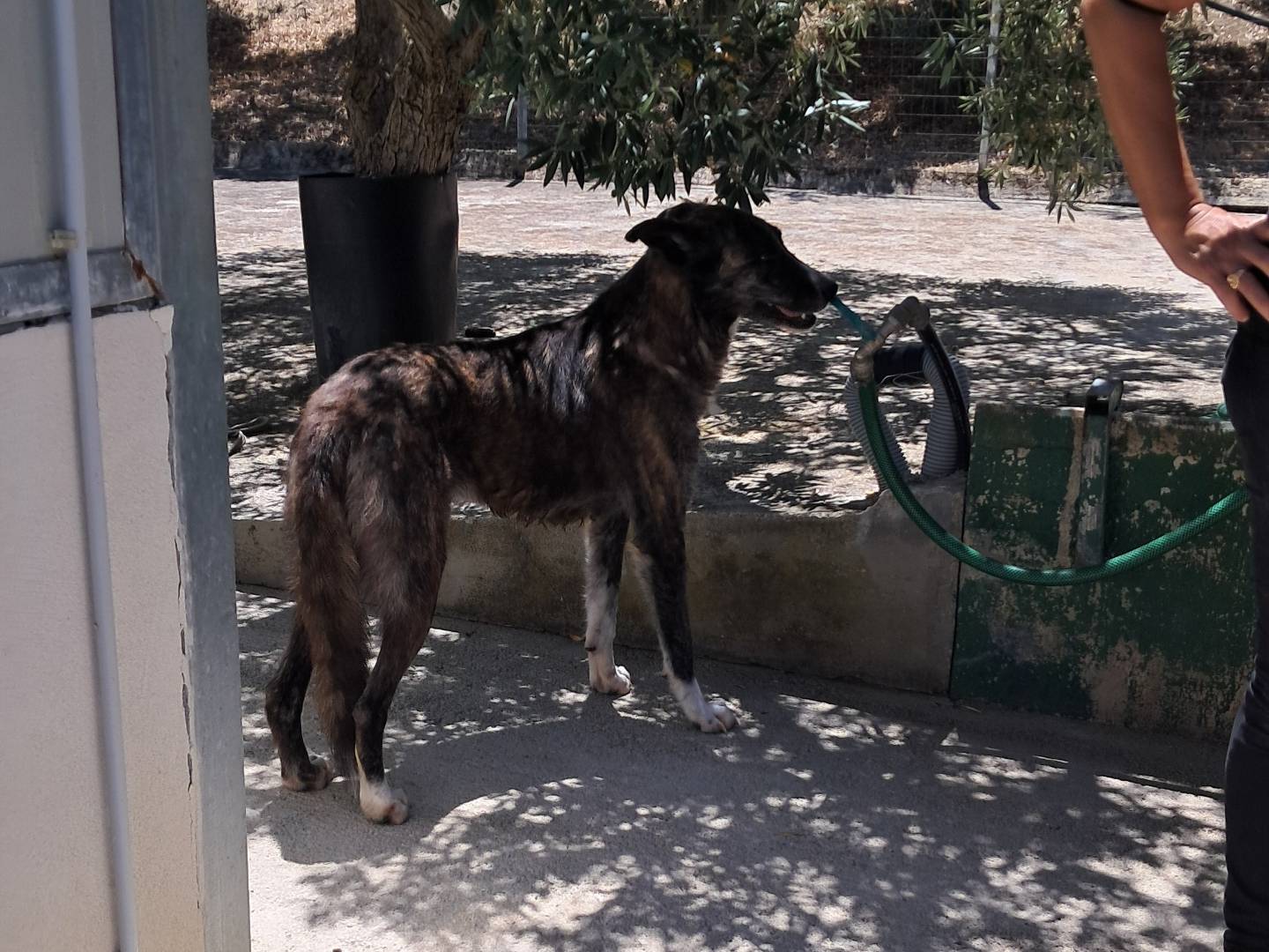 Vuoi adottare un cane a Agrigento?