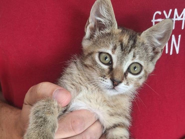 Adotta un gatto, femmina, 3 mesi, Monza