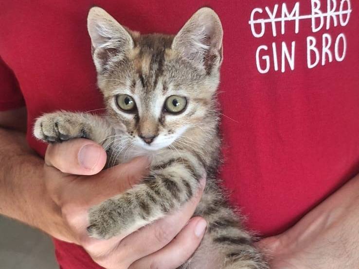 Adotta il gatto INDI a Monza