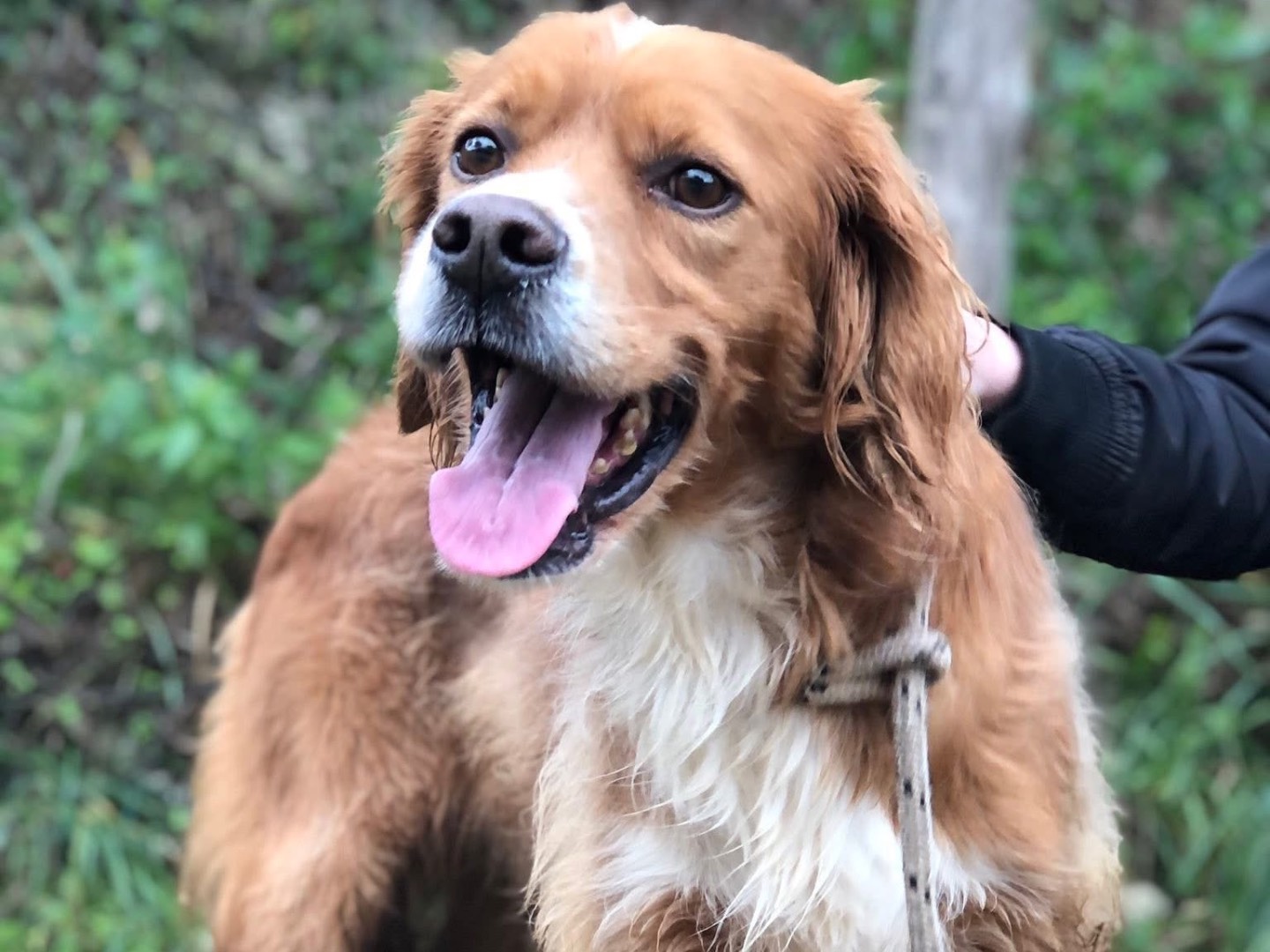 Adotta il cane Marley a Latina