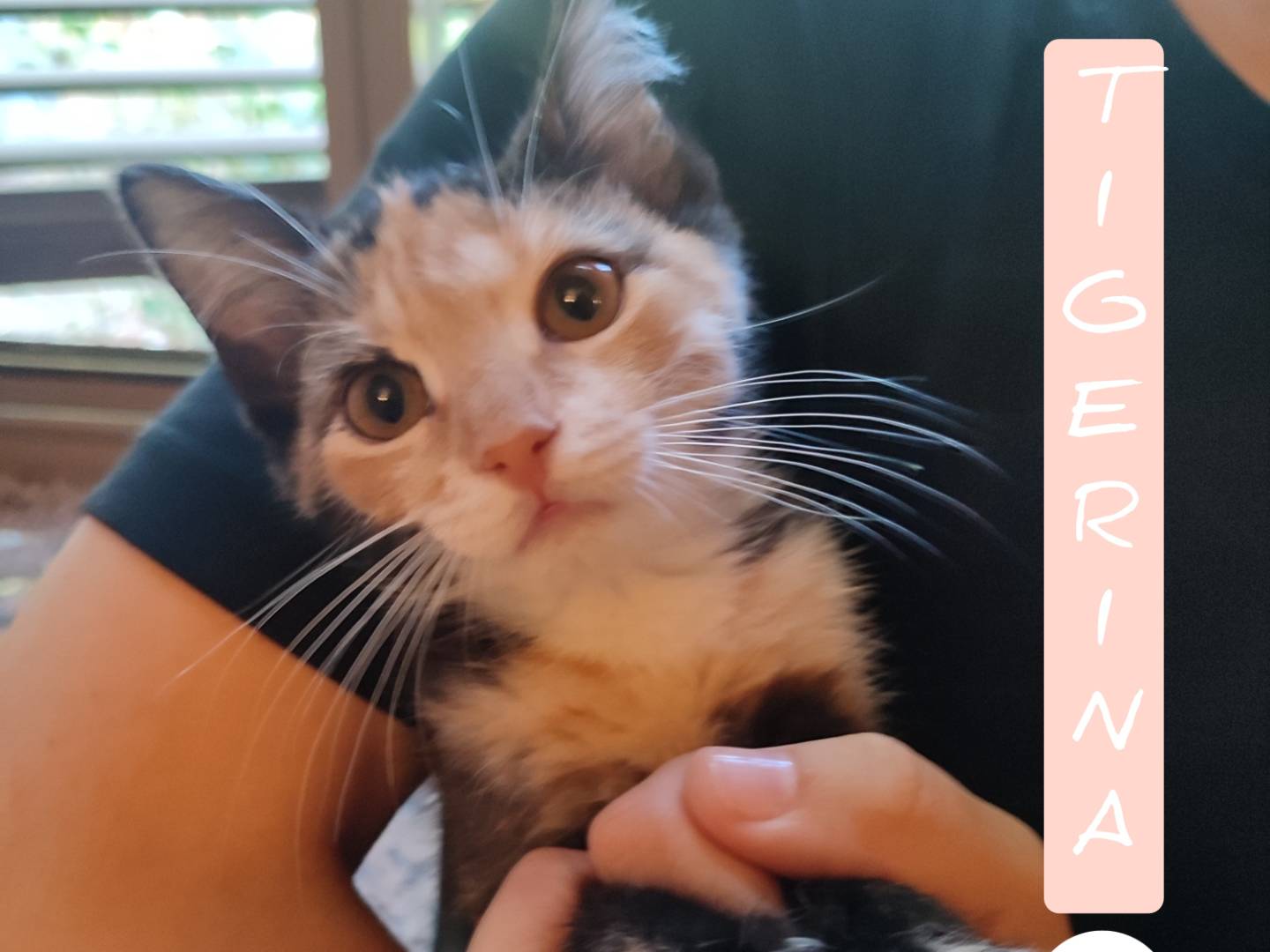 Adozione gatto, femmina, Razza sconosciuta Razza sconosciuta, 3 mesi, taglia non valida, Viterbo