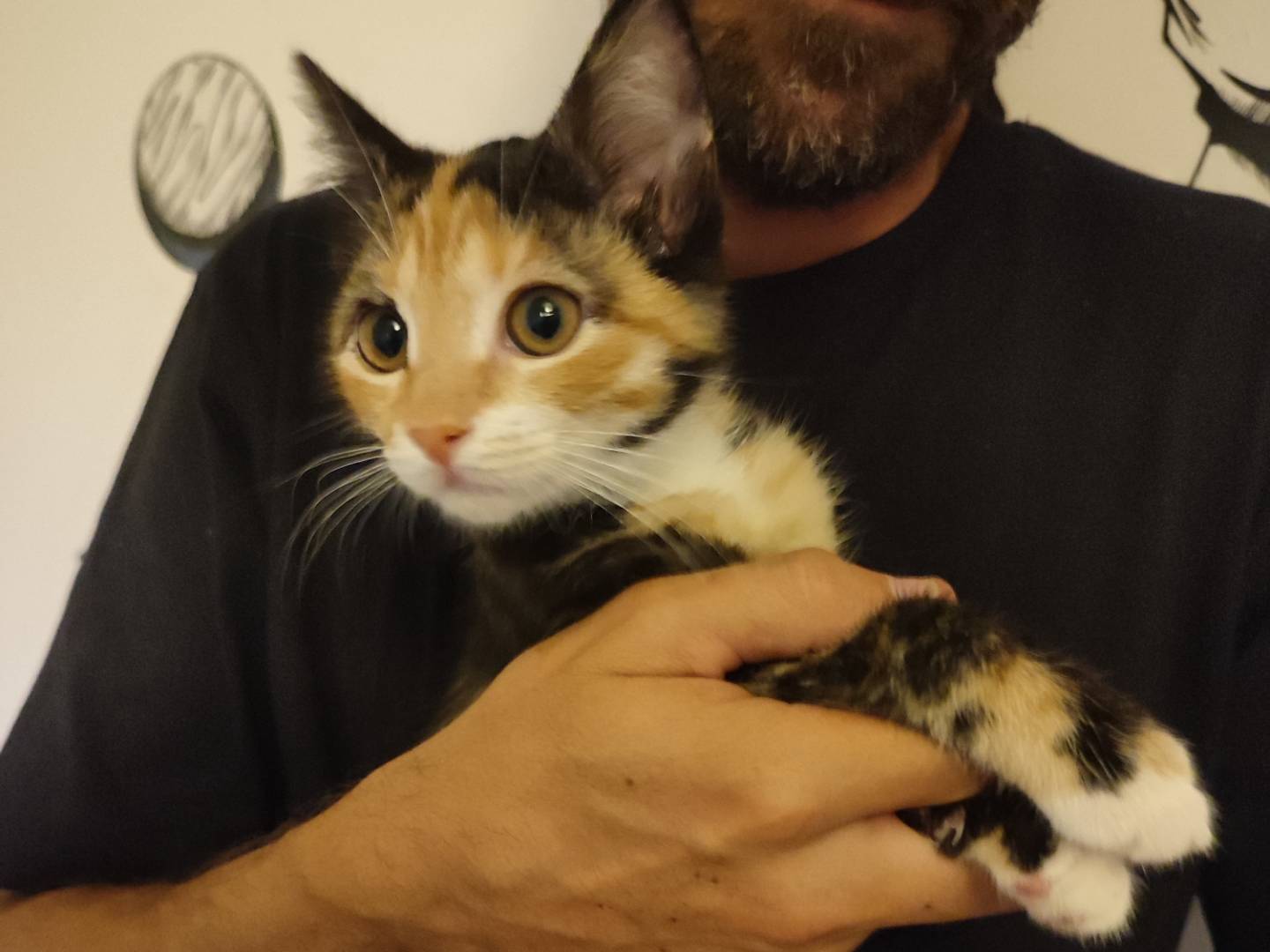 Adotta un gatto, femmina, 3 mesi, Viterbo