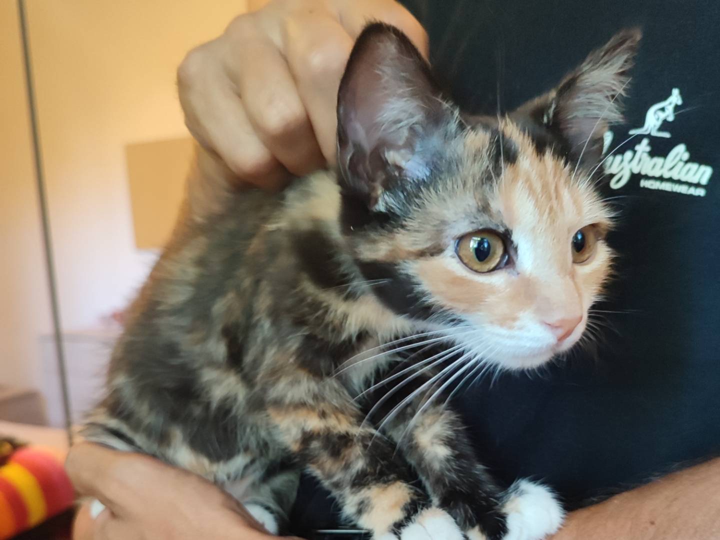 Adotta un gatto, taglia non valida, femmina, Viterbo