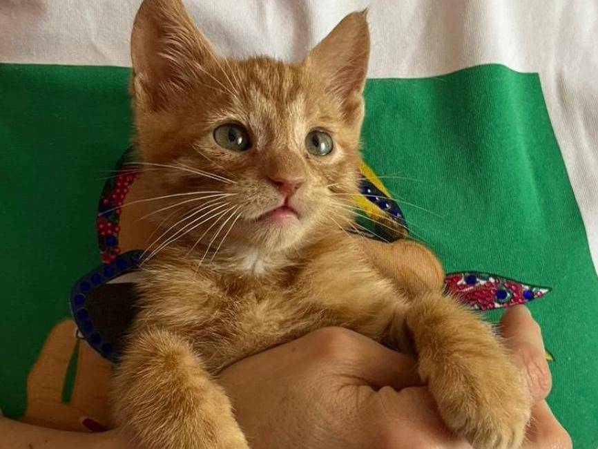 Vuoi adottare un gatto a Parma?