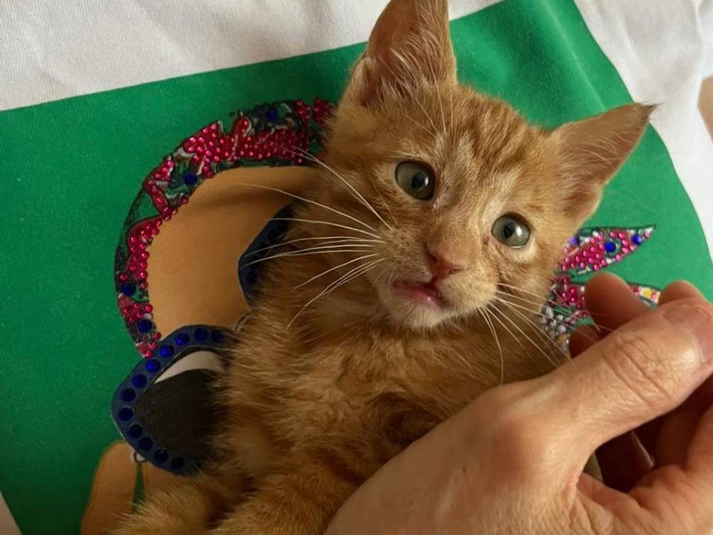 Adotta il gatto Vincent VanGogh un girasole a Parma
