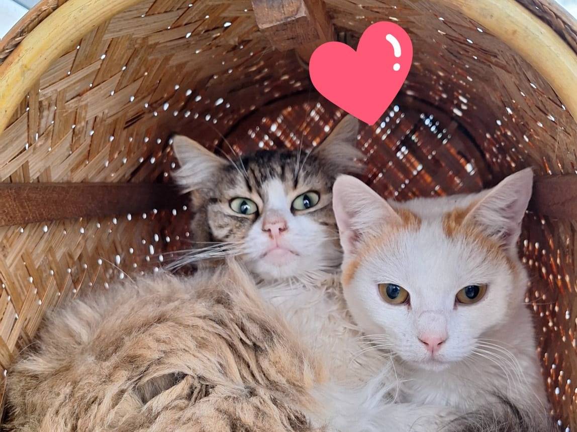 Vuoi adottare un gatto a Bologna?
