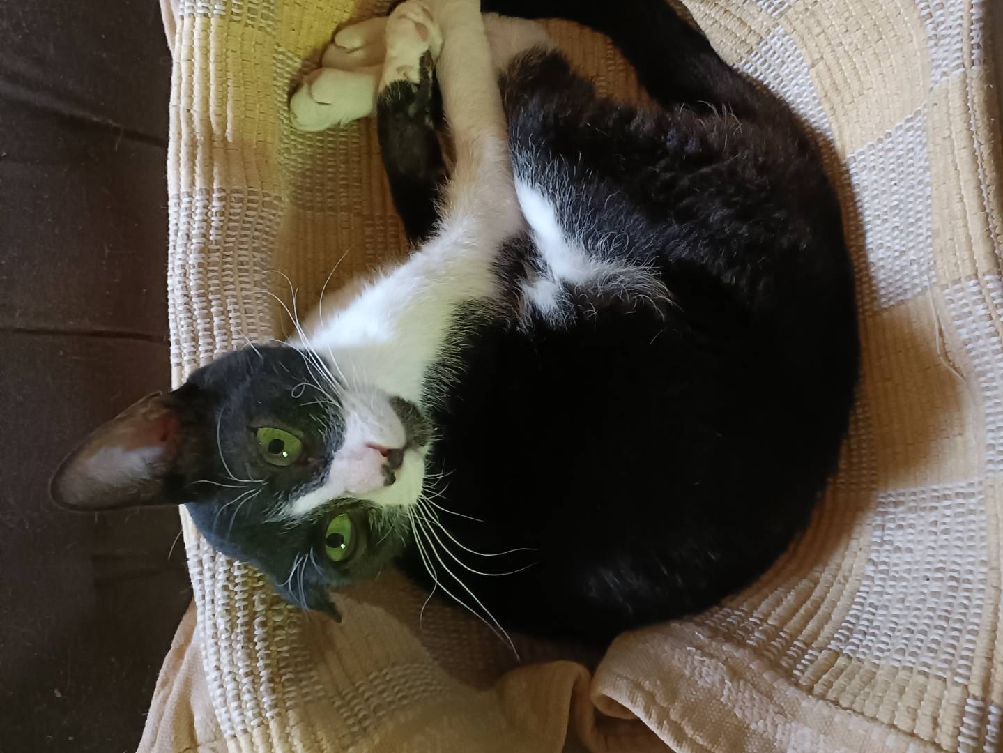 Foto dell'animale