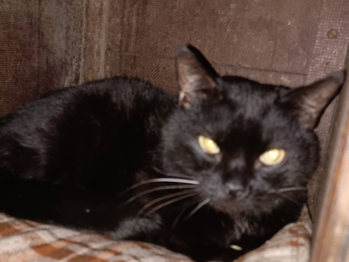 Adotta un gatto, maschio, 13 anni e 9 mesi, Asti