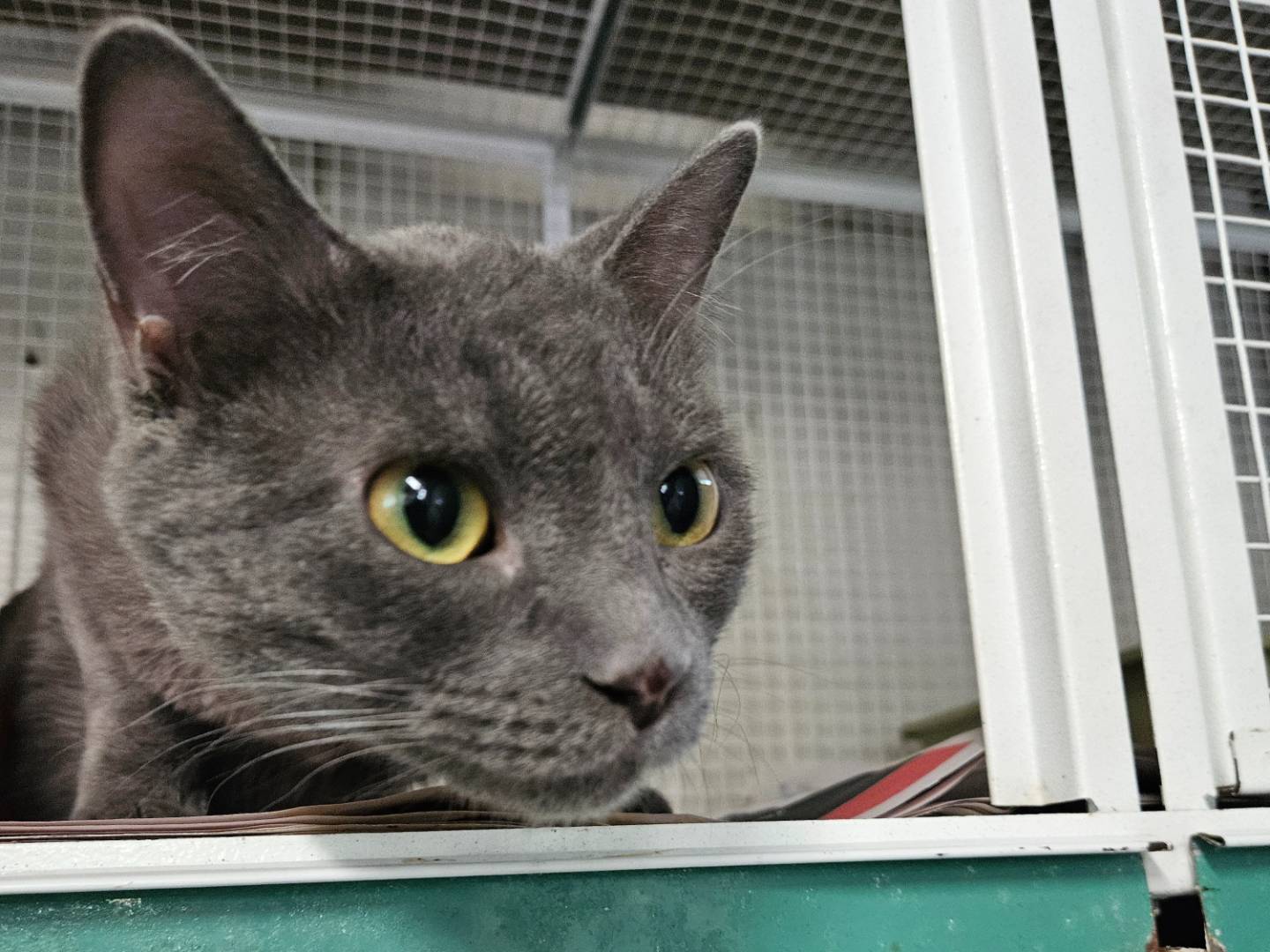 Vuoi adottare un gatto a Milano?