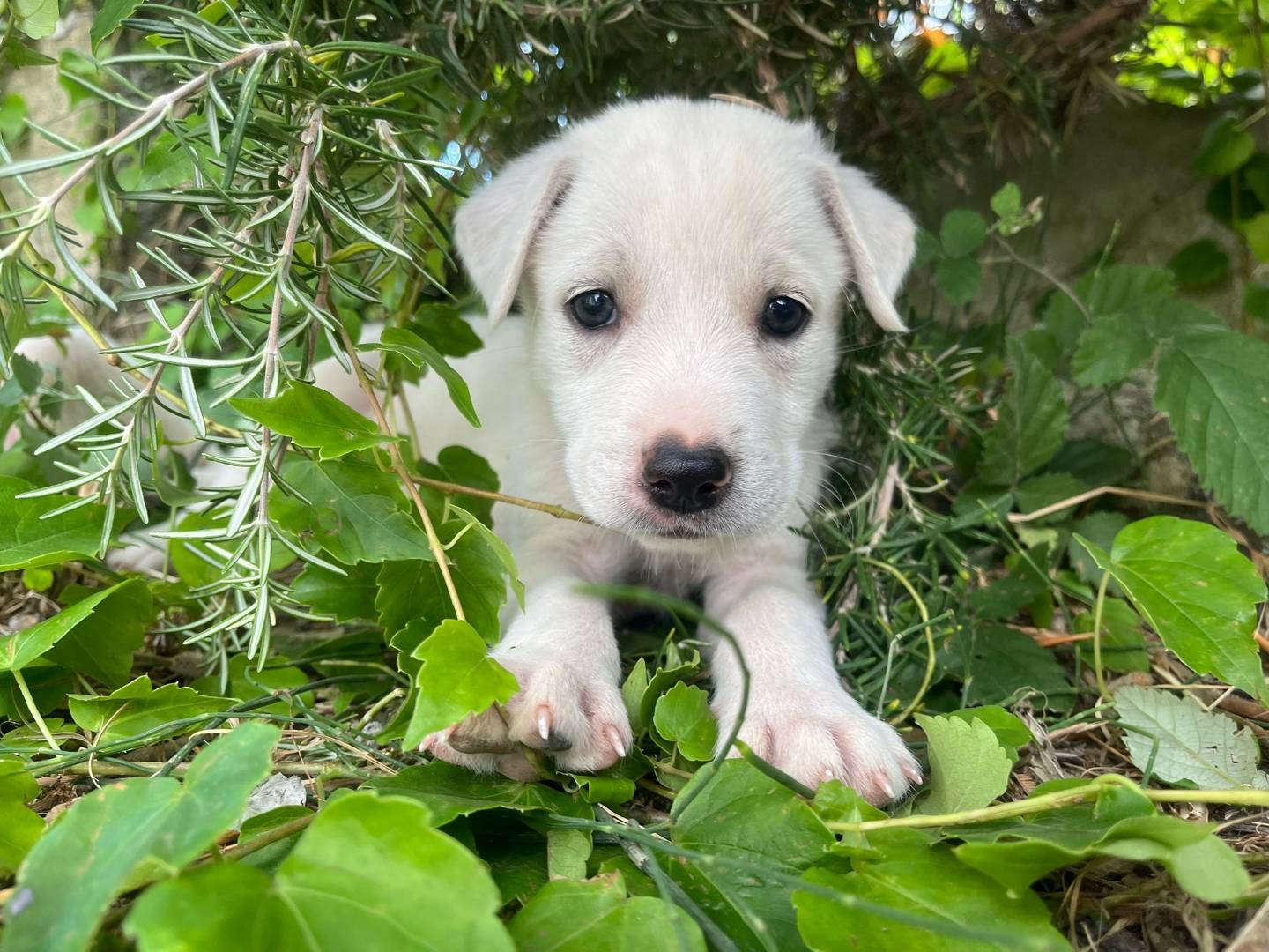 Adotta un cane, maschio, 3 mesi, Catanzaro