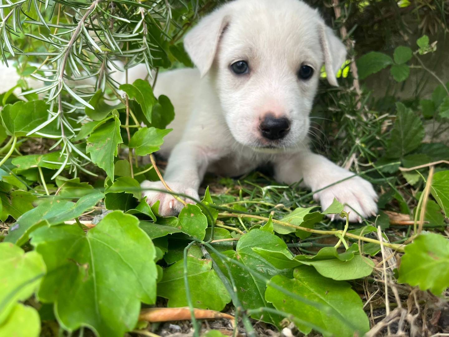 Adozione cane, maschio, Pastore maremmano Razza sconosciuta, 3 mesi, taglia media, Catanzaro