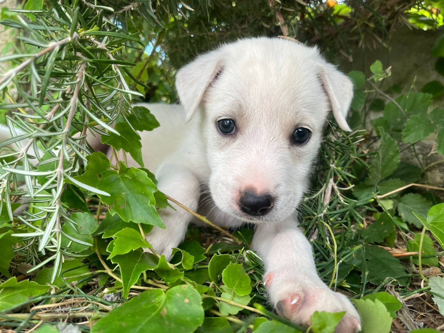Adotta il cane Marshall a Catanzaro