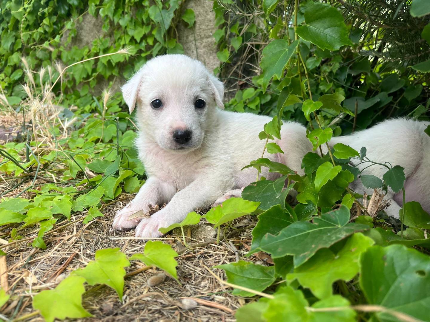 Vuoi adottare un cane a Catanzaro?