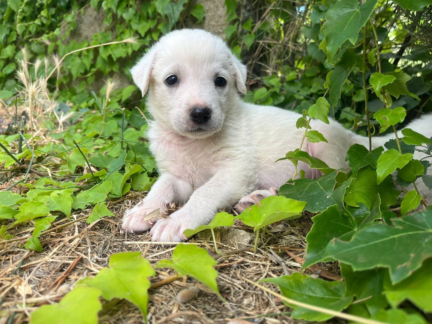 Adotta il cane Rubble a Catanzaro