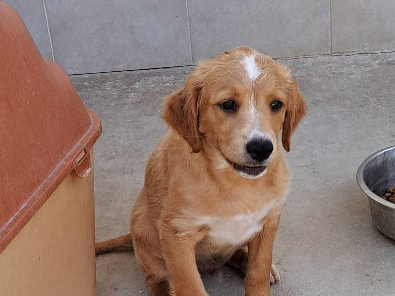 Vuoi adottare un cane a Caserta?
