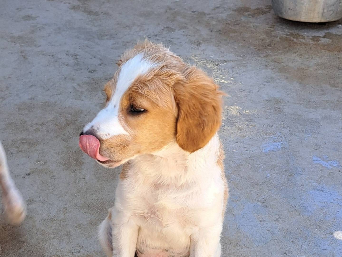 Vuoi adottare un cane a Caserta?