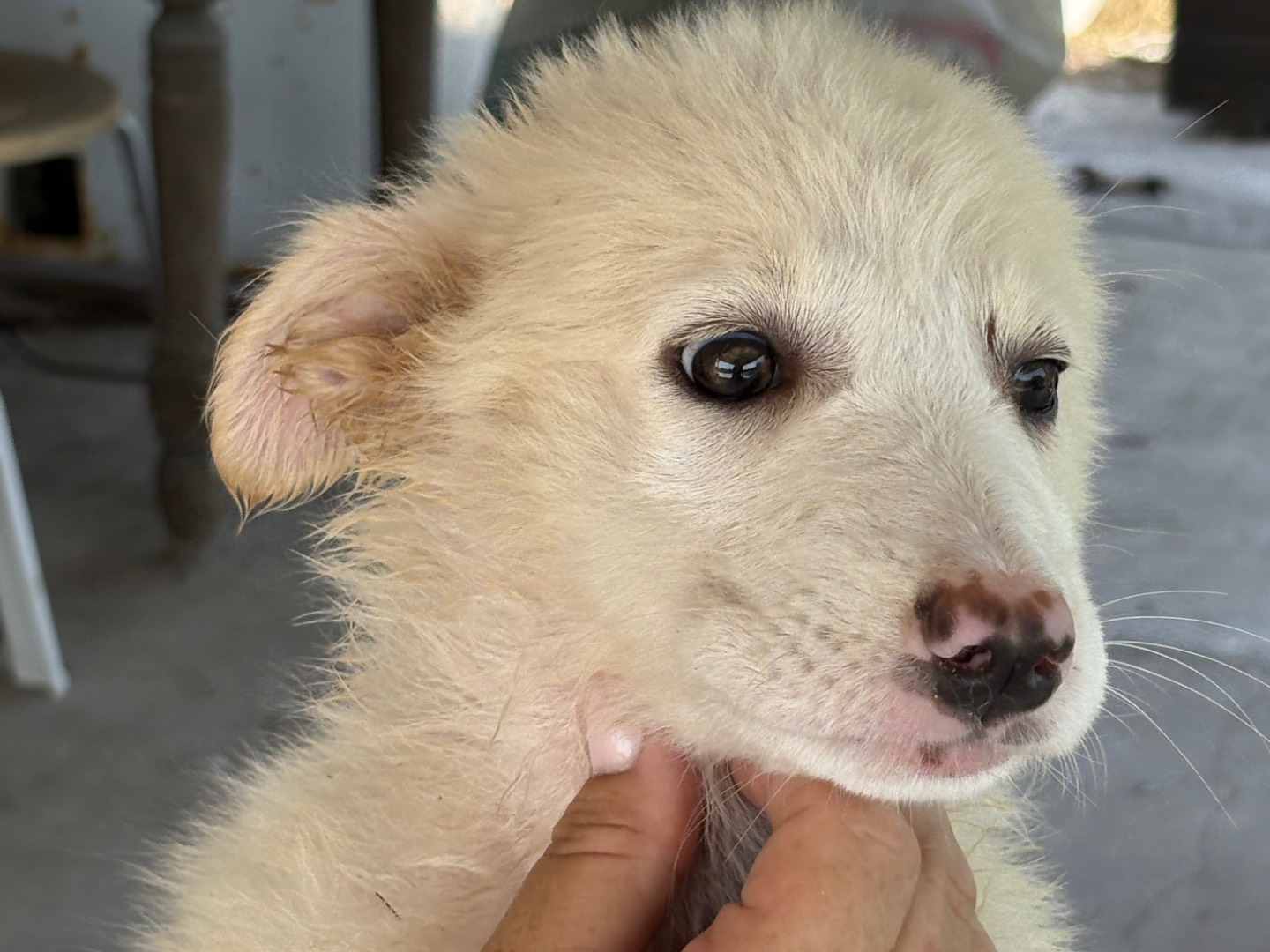Adotta il cane Bianca  a Torino