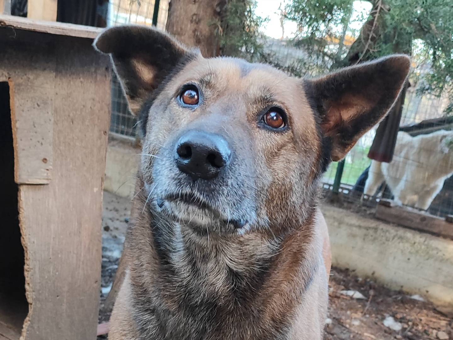 Vuoi adottare un cane a Milano?