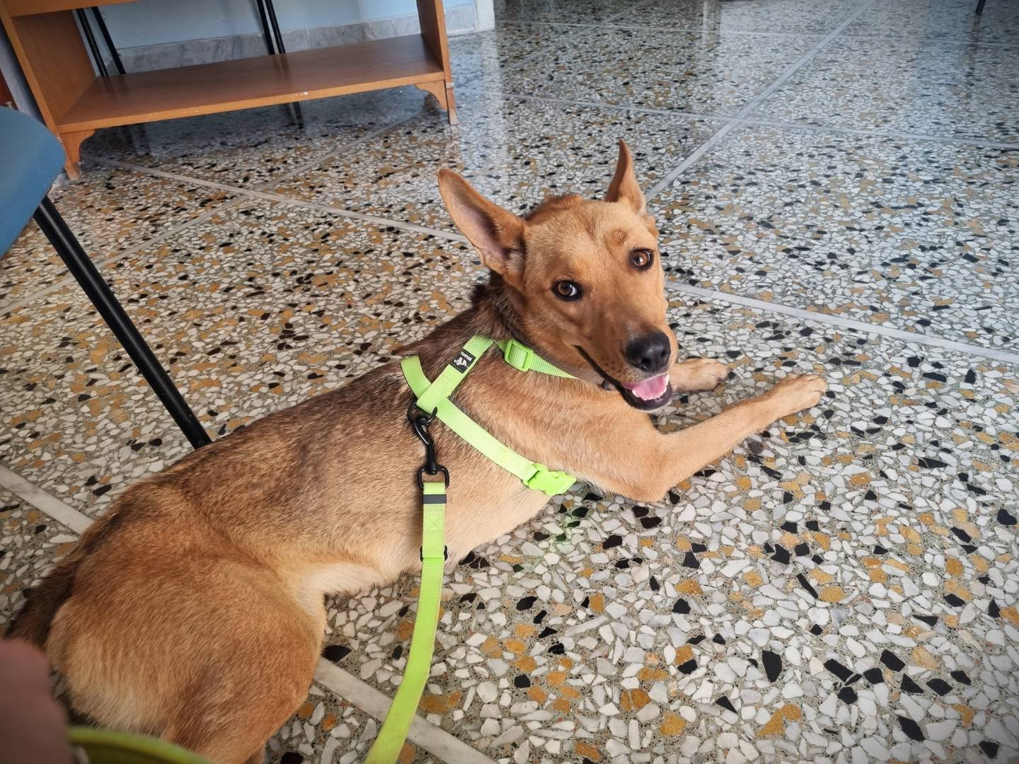 Adotta un cane, femmina, 2 anni e 4 mesi, Lecce