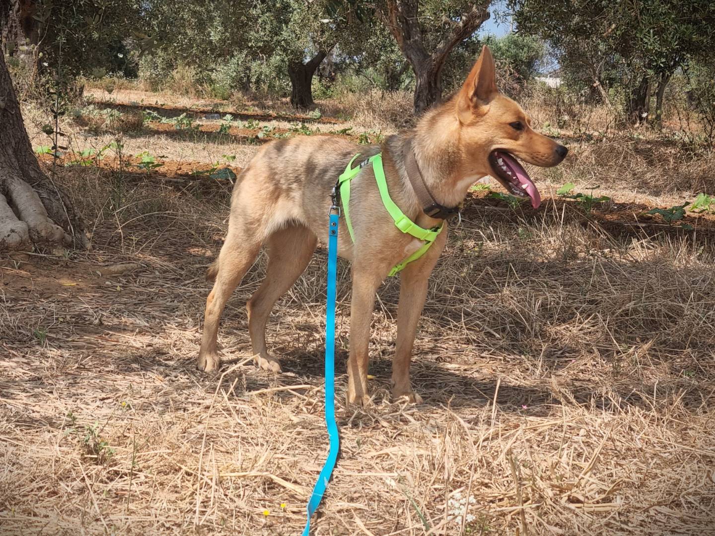Adotta un cane, taglia media contenuta, femmina, Lecce