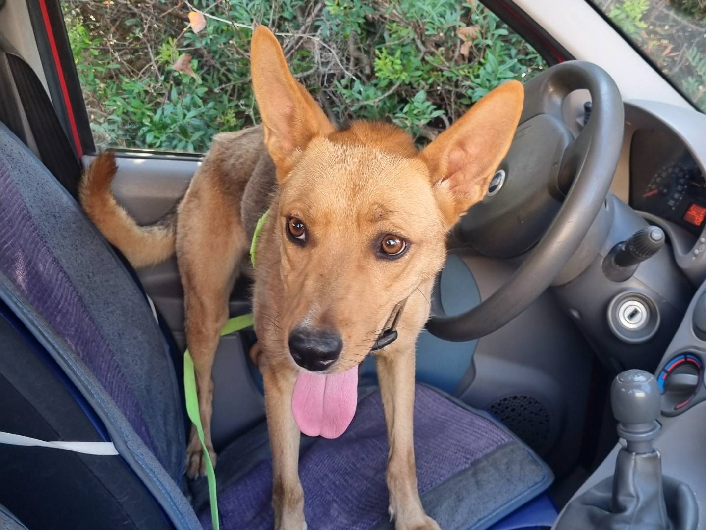 Vuoi adottare un cane a Lecce?
