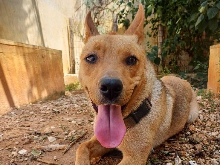 Adotta il cane Cayenne a Lecce
