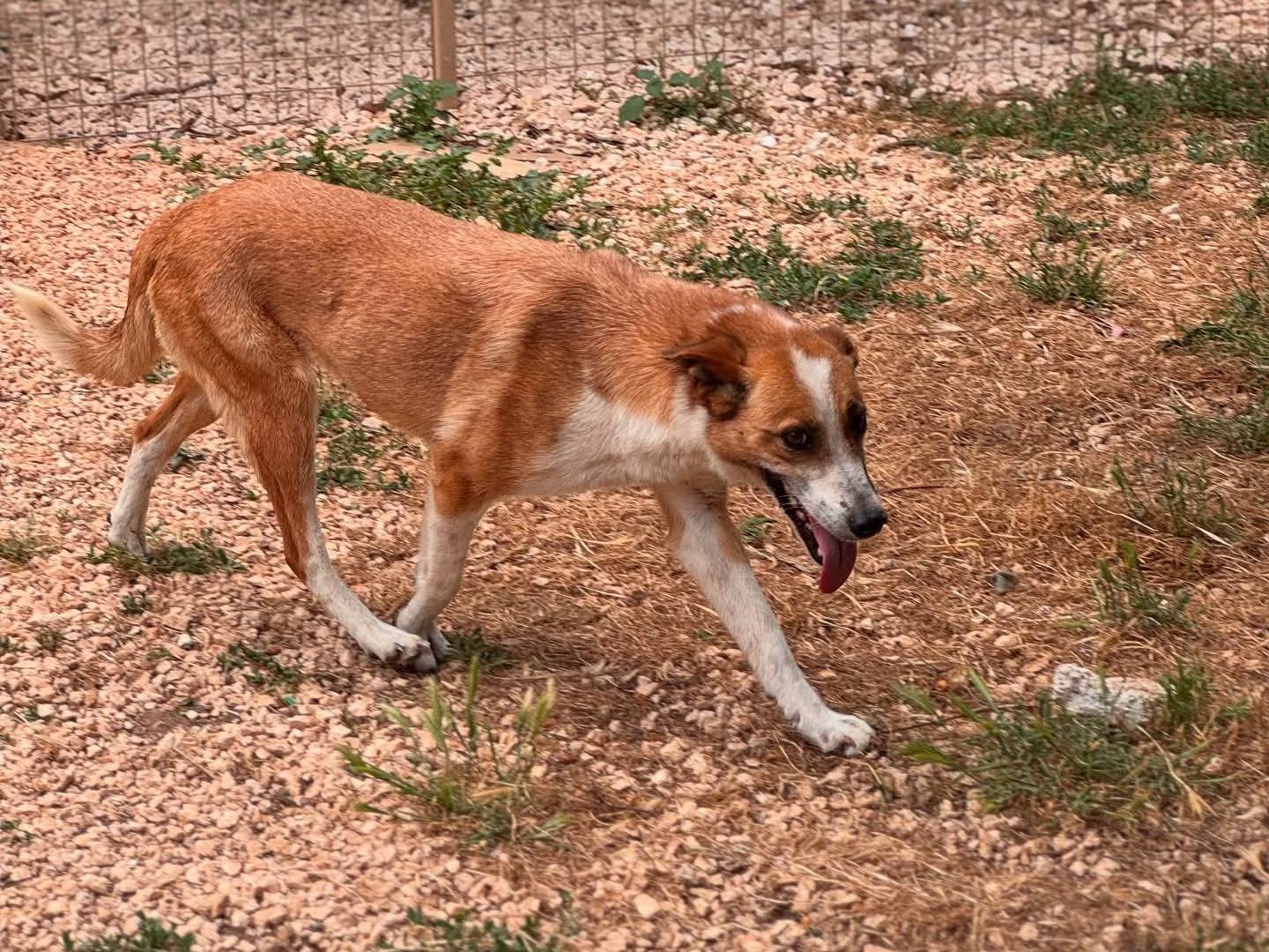 Vuoi adottare un cane a Lecce?