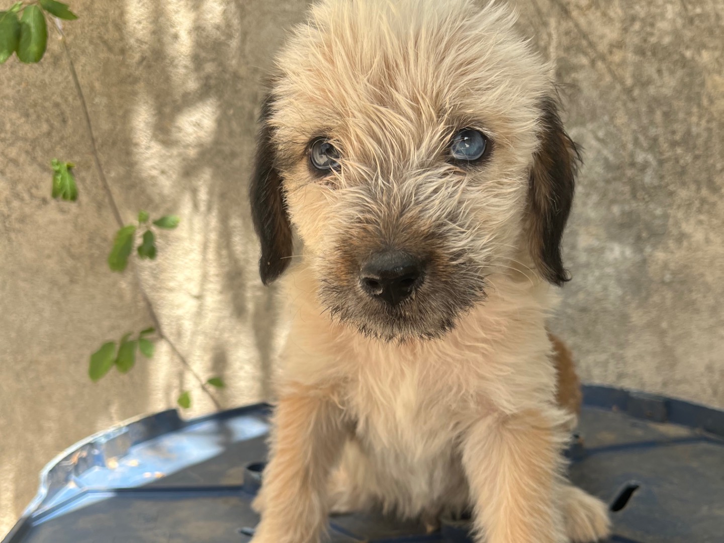 Adozione cane, maschio, Razza sconosciuta Razza sconosciuta, 2 mesi, taglia media, Avellino